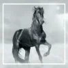 Brilliance-pakket (manen/staart/vacht/huid) anti jeuk paarden HORSECAREPRO
